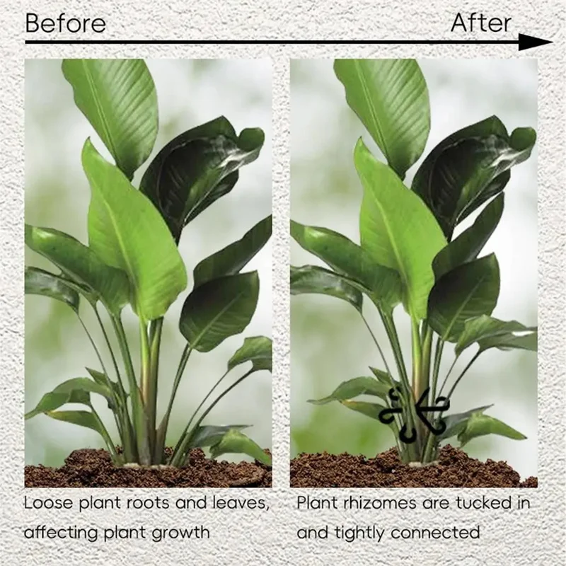 Soportes para tallos de Alocas - Variegated Monstera Node reseña y precio