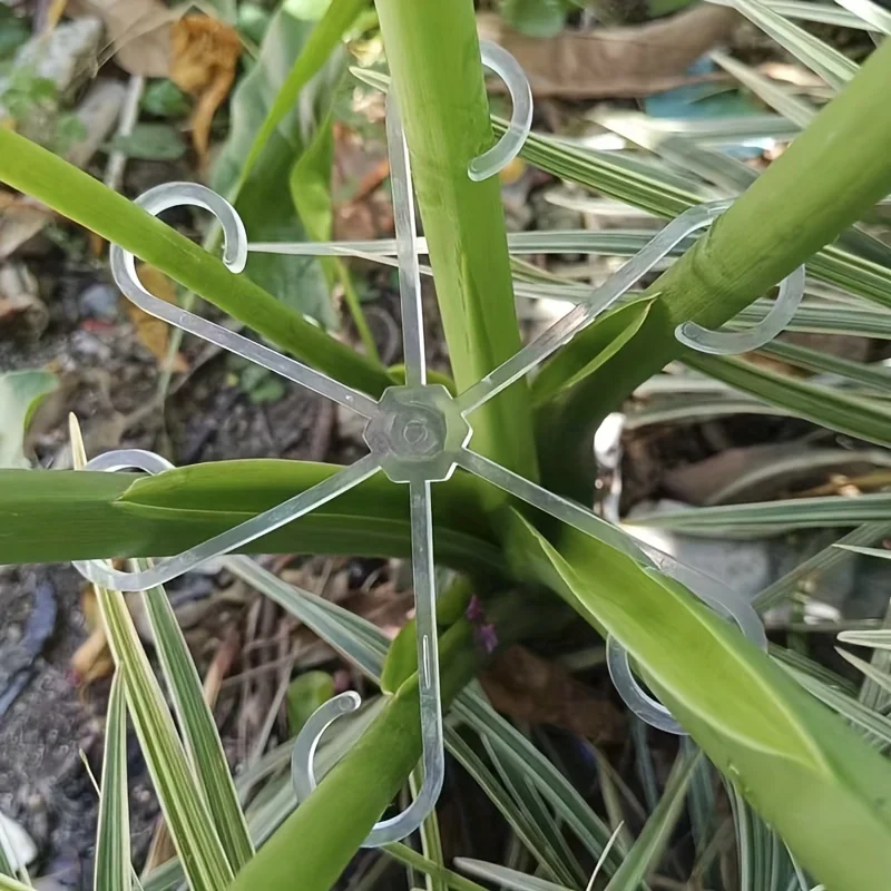 4 clips de soporte para planta - Variegated Monstera Node reseña y precio